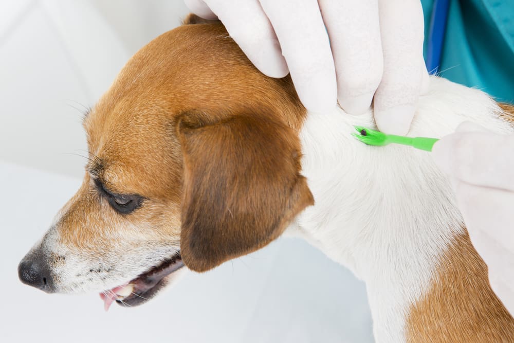 April is Prevent Lyme Disease in Dogs Month. Ticks can carry Lyme disease, so if your dog gets bit, there's a chance they may have it. Here are some tips to prevent your dog getting Lyme Disease, as well as treatment options. | Dog Training In Your Home Columbia